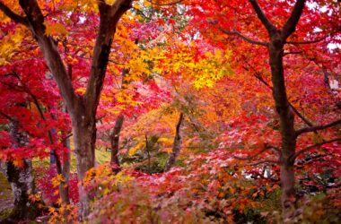 Different Types of Maple Trees