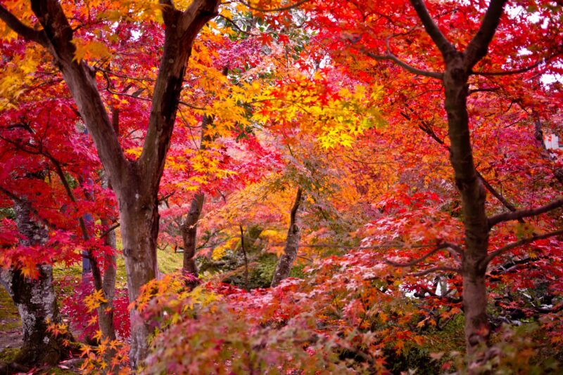 Different Types of Maple Trees