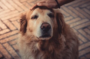 photo of person petting a dog