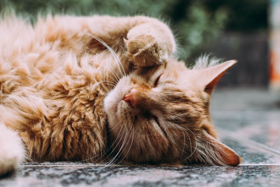 Cat Owner