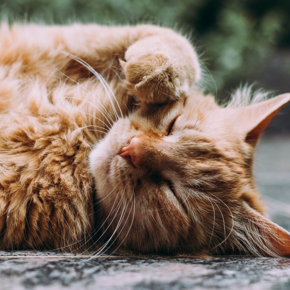 Cat Owner