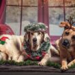 Christmas Animals