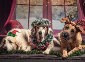 Christmas Animals