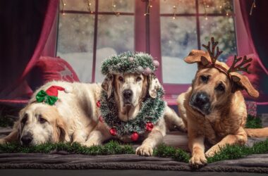 Christmas Animals