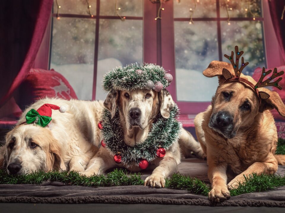 Christmas Animals