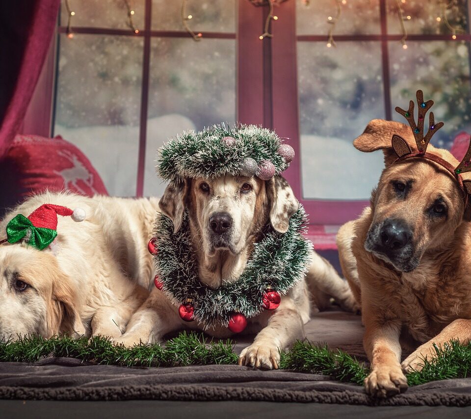 Christmas Animals