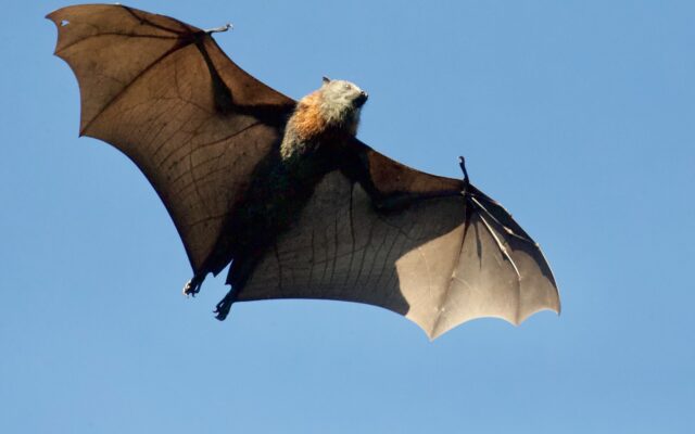 Different Types of Bats