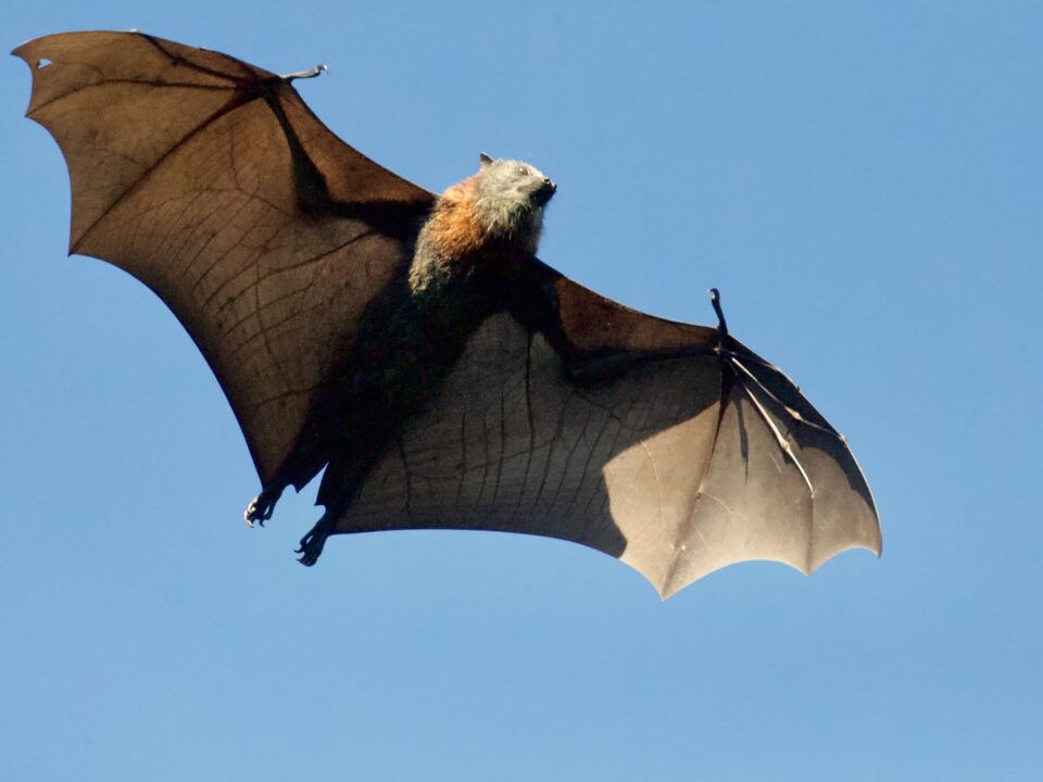 Different Types of Bats