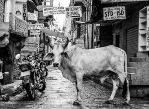 Different Types of Cattles