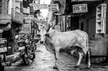 Different Types of Cattles