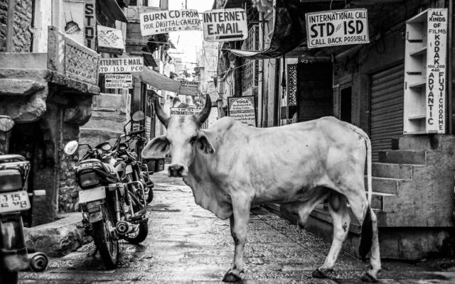 Different Types of Cattles