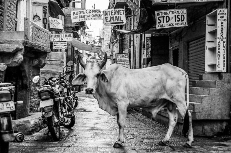 Different Types of Cattles