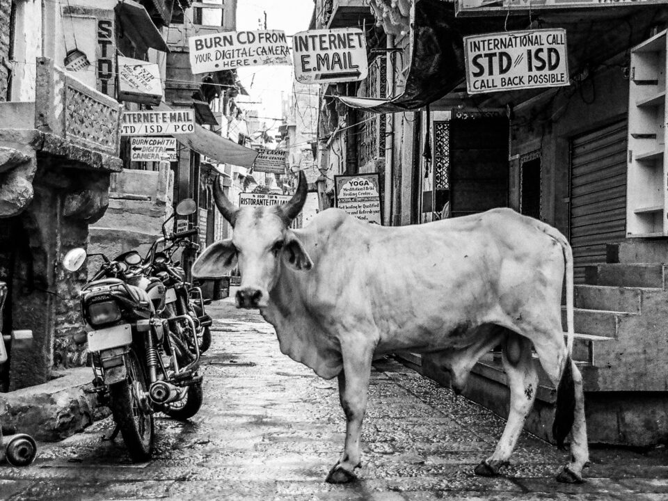 Different Types of Cattles