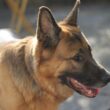 Different Types of German Shepherd Dogs