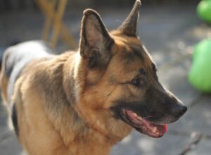 Different Types of German Shepherd Dogs