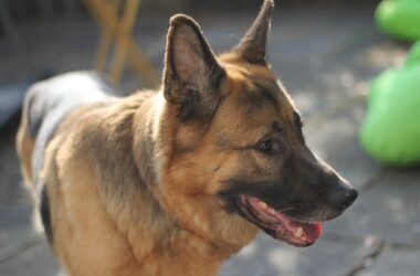 Different Types of German Shepherd Dogs