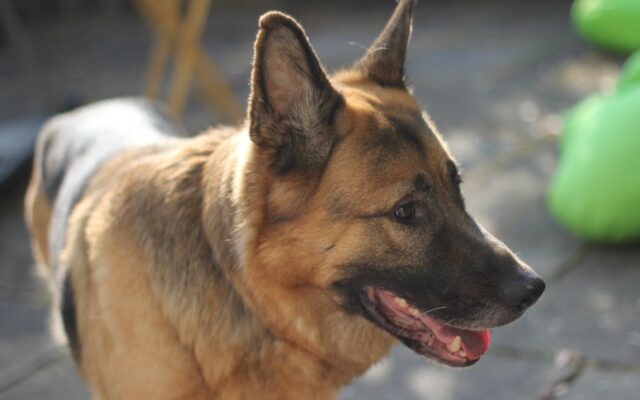 Different Types of German Shepherd Dogs