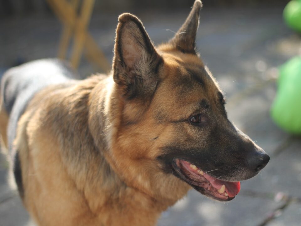 Different Types of German Shepherd Dogs