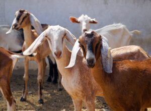 Different Types of Goat Breeds