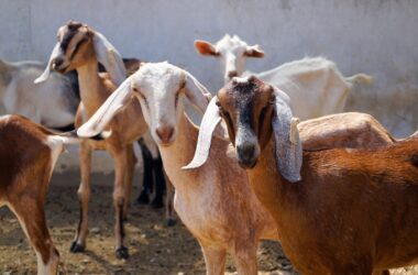 Different Types of Goat Breeds