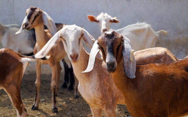Different Types of Goat Breeds