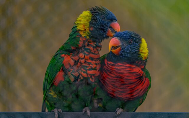 Different Types of Parrots