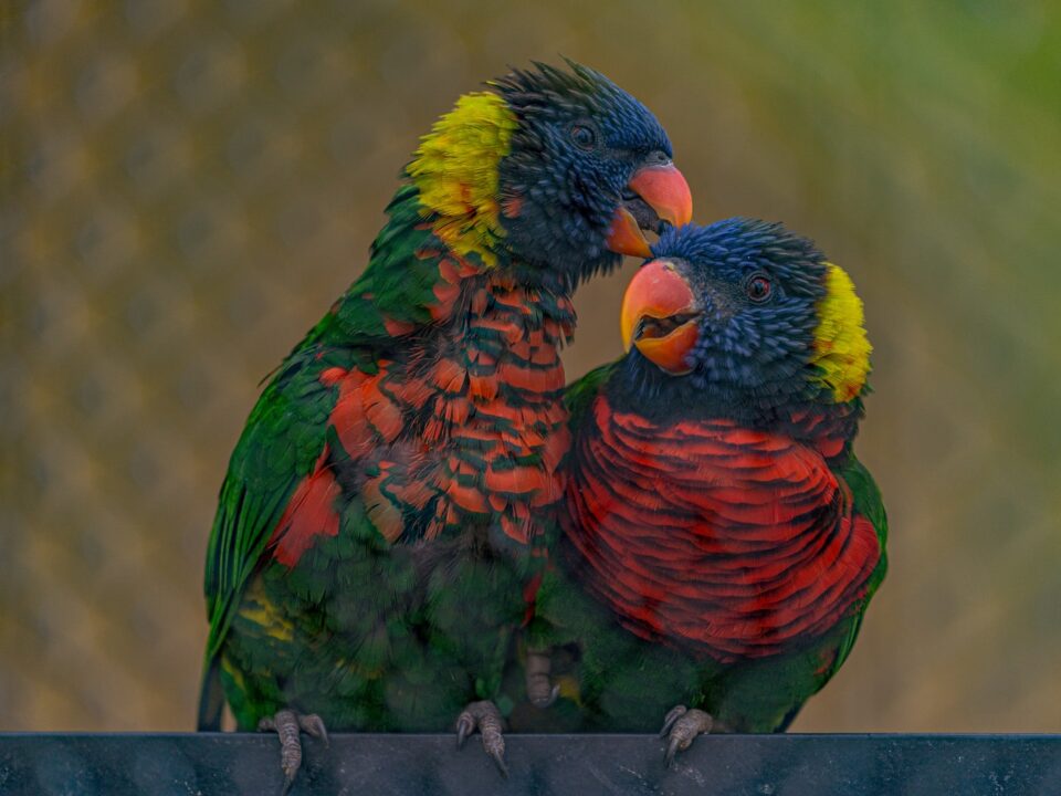 Different Types of Parrots