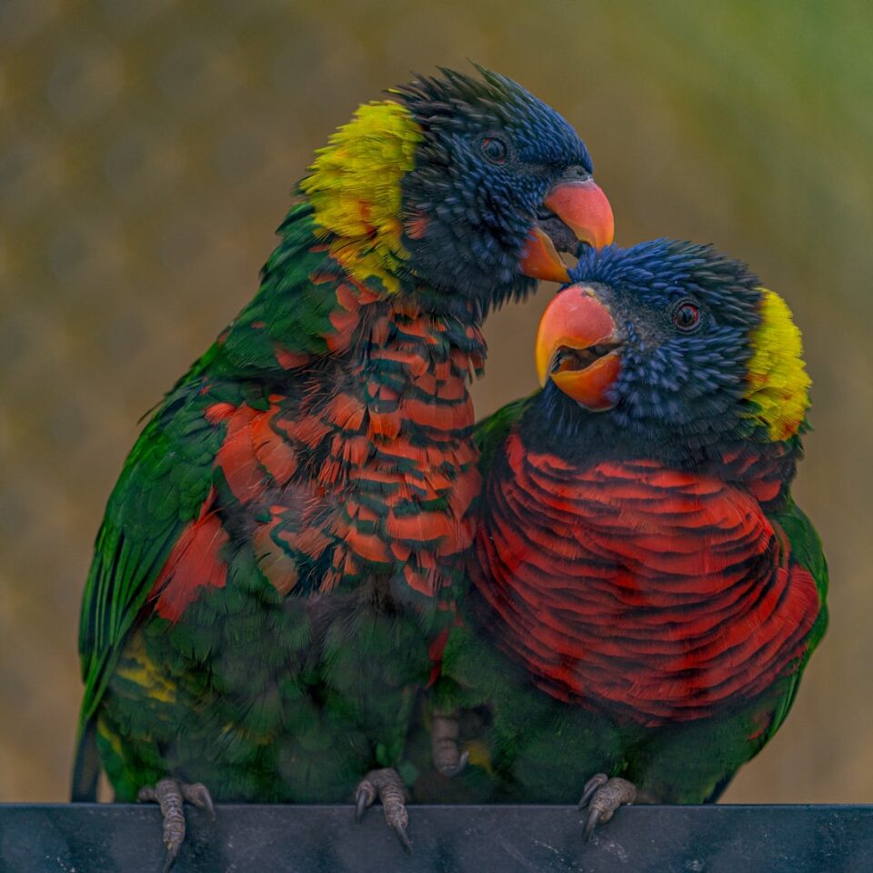 Different Types of Parrots