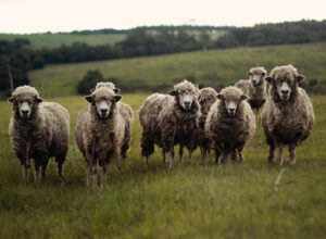 Different Types of Sheep