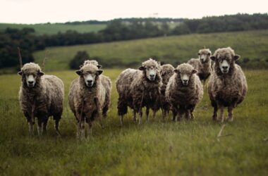 Different Types of Sheep