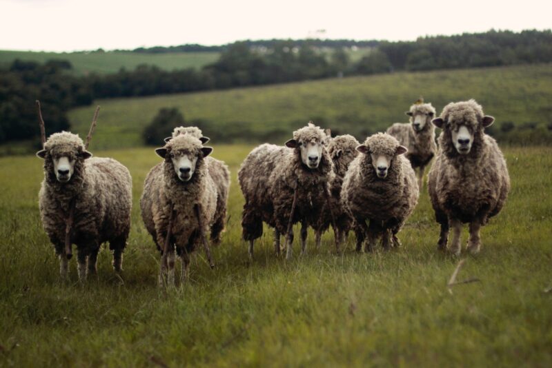 Different Types of Sheep