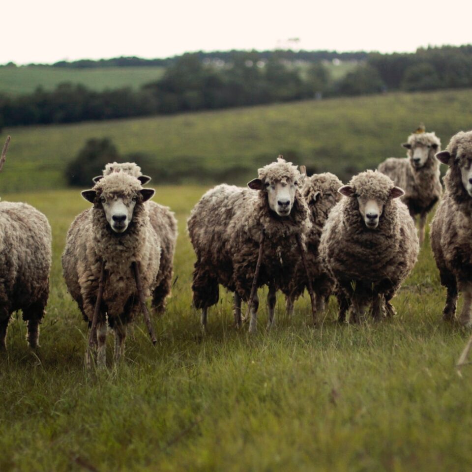 Different Types of Sheep