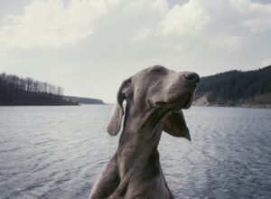 Fastest Dog Breeds