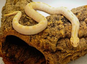 How to check the Sex of Your Pet Snake
