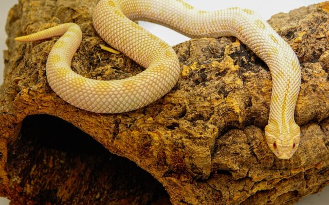 How to check the Sex of Your Pet Snake