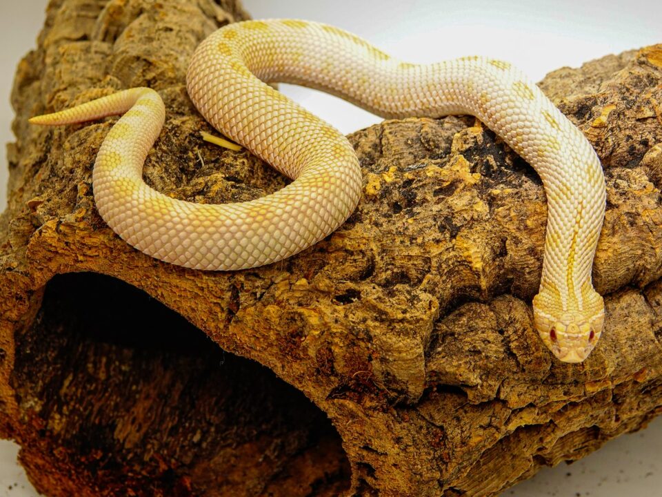 How to check the Sex of Your Pet Snake