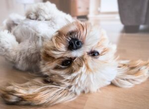 Smartest Dog Breeds Most Intelligent Dog Breeds