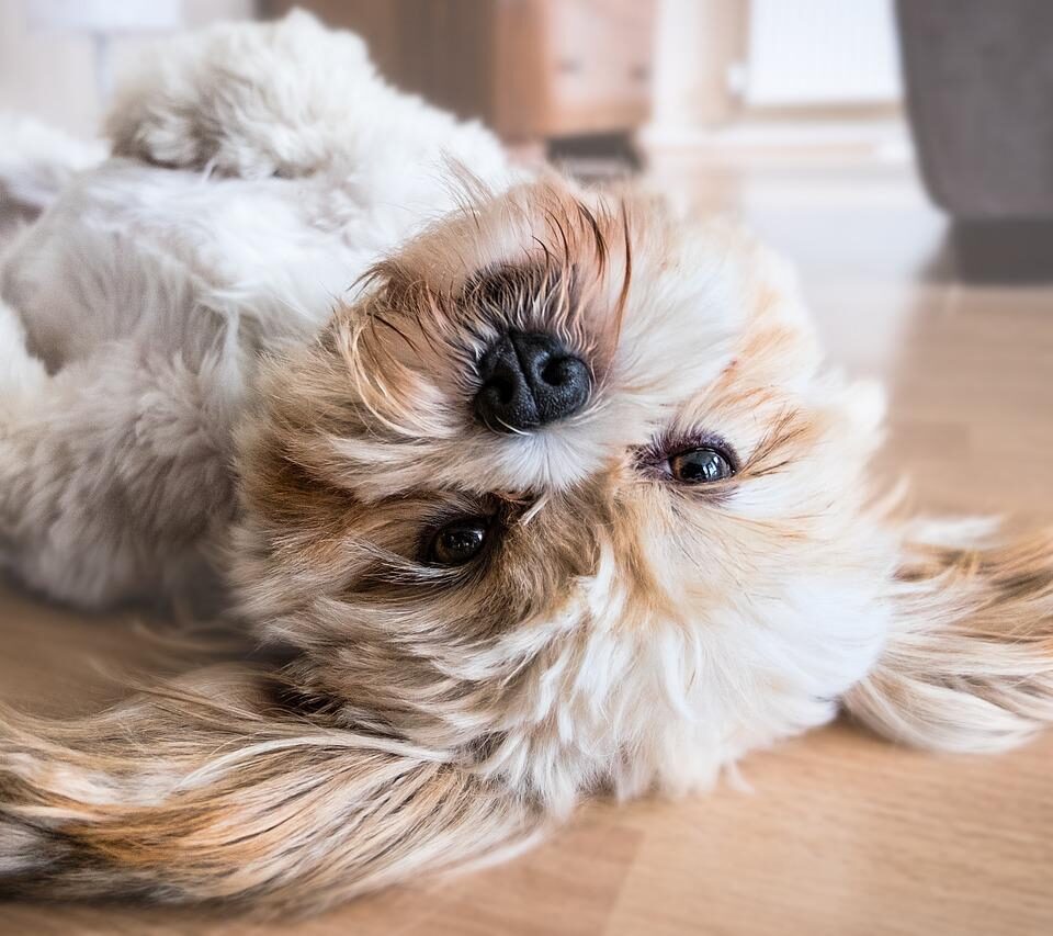 Smartest Dog Breeds Most Intelligent Dog Breeds