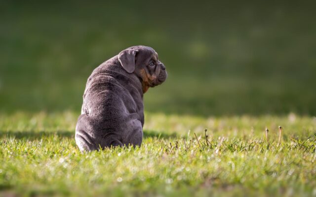 Most Popular English Dog Breeds