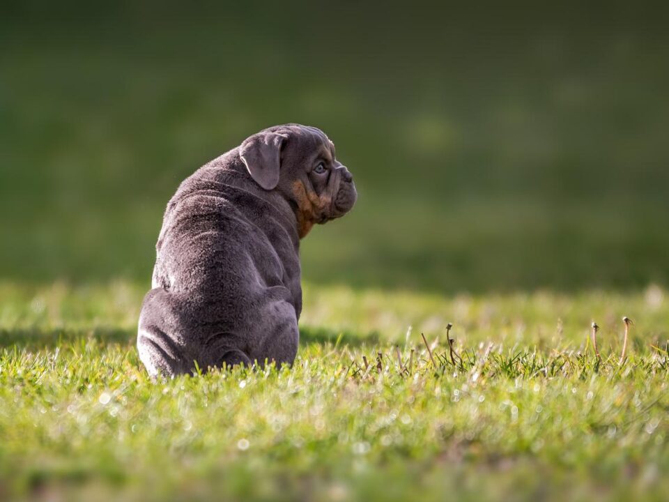 Most Popular English Dog Breeds