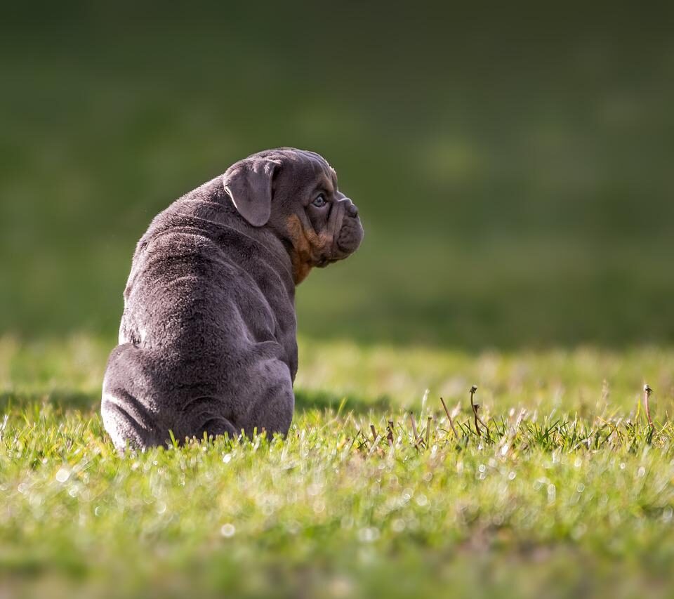 Most Popular English Dog Breeds