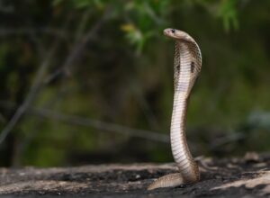 Most Venomous Snakes
