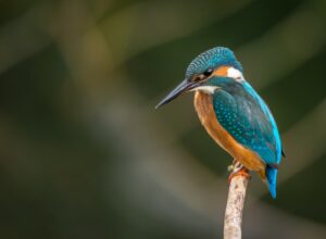 Should You Feed Your Pet Bird Dried Mealworms