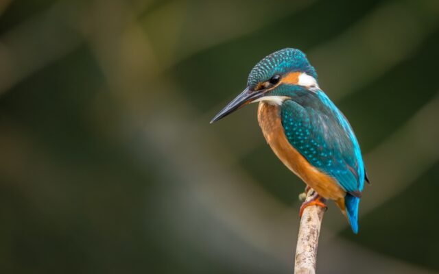 Should You Feed Your Pet Bird Dried Mealworms