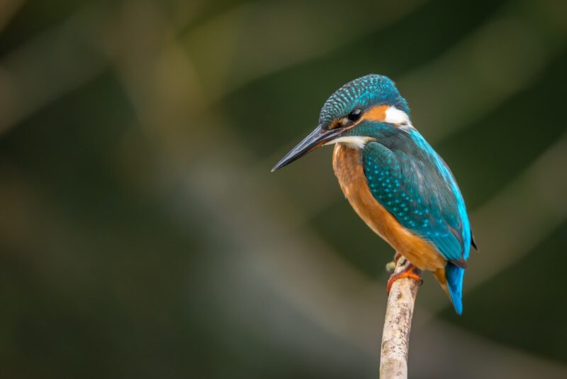 Should You Feed Your Pet Bird Dried Mealworms