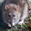 Toxic and Safe Woods for Rats