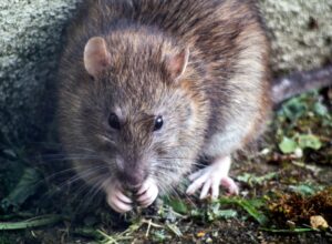 Toxic and Safe Woods for Rats