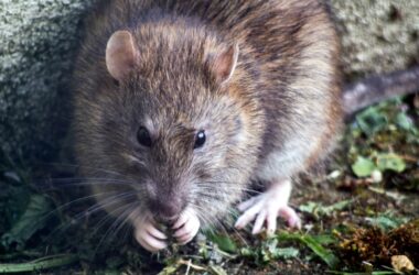 Toxic and Safe Woods for Rats