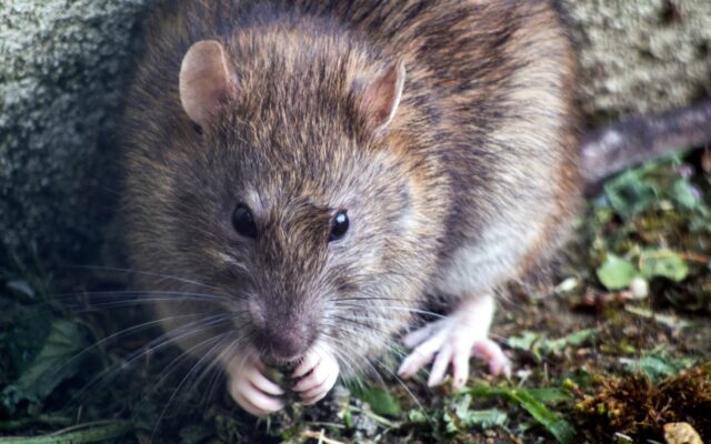 Toxic and Safe Woods for Rats