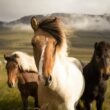 Types of Horse Breeds